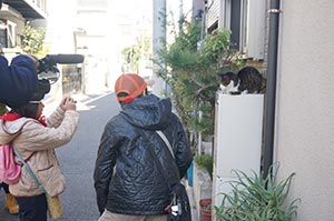 車の少ない路地では猫達がのんびり暮らしています。 車の少ない路地では猫達がのんびり暮らしています。