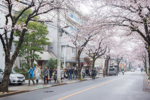 満開の桜並木のトンネルを一行は満喫。 満開の桜並木のトンネルを一行は満喫。