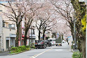 疎開道路の桜並木。5分咲き程でしたが奇麗で、春を感じる事が出来ました。 疎開道路の桜並木。5分咲き程でしたが奇麗で、春を感じる事が出来ました。